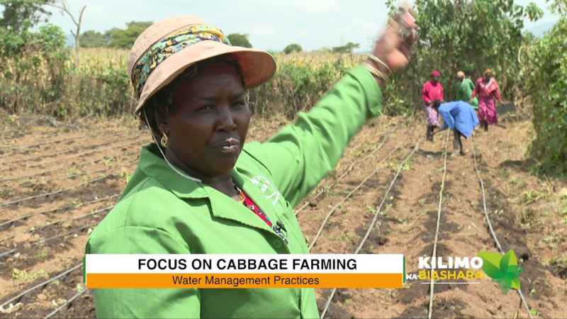 Cabbage farming in Kenya.